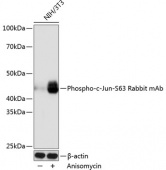 Phospho-c-Jun-S63 Rabbit mAb (AP0105)