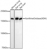 Xanthine Oxidase (XDH) Rabbit mAb (A22335)