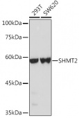 [KO Validated] SHMT2 Rabbit pAb (A1215)