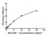 Rat C-Reactive Protein/CRP ELISA Kit (RK00195)