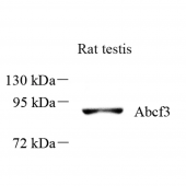Anti -ABCF3 Rabbit pAb
