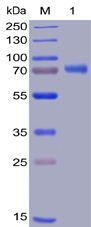 Recombinant Human TNFRSF4/OX40/CD134 Protein (RP02244)