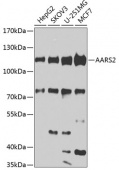 AARS2 Rabbit pAb (A7826)
