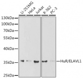 [KO Validated] HuR/ELAVL1 Rabbit pAb (A1608)