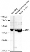 ABF3 Rabbit pAb (A22251)