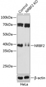 [KO Validated] NRBF2 Rabbit pAb (A19856)