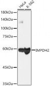 [KO Validated] IMPDH2 Rabbit mAb (A9208)