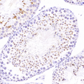 Anti -ACRBP Rabbit pAb