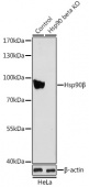 [KO Validated] Hsp90β Rabbit pAb (A1087)