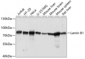 [KO Validated] Lamin B1 Rabbit pAb (A16909)