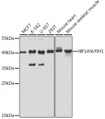 [KO Validated] HIF1AN/FIH1 Rabbit pAb (A5466)