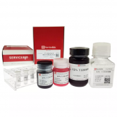 12% SDS-PAGE colored (red) gel ultra-fast preparation kit