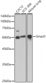 [KO Validated] Smad1 Rabbit pAb (A21734)