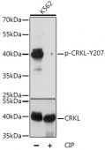 Phospho-CRKL-Y207 Antibody kit (RK04091)