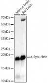 α-Synuclein Rabbit PolymAb® (A22598)