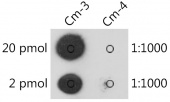 2'-O-methylcytidine/ Cm Rabbit pAb (A20306)