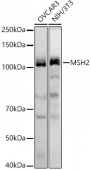 [KO Validated] MSH2 Rabbit pAb (A21739)
