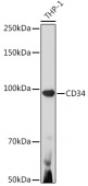 [KO Validated] CD34 Rabbit pAb (A7429)