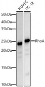 [KD Validated] RhoA Rabbit pAb (A18695)