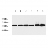 Anti -AKT1 Rabbit Western Blot polyclonal antibody