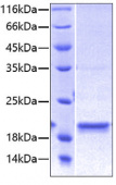 Белок рекомбинантный (Recombinant Human FGF-8B Protein), Abclonal