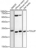 [KD Validated] TOLLIP Rabbit pAb (A21551)
