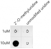 2'-O-methyluridine(Um) Rabbit mAb (A20695)