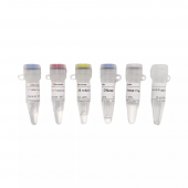 T7 High Yield Transcription Kit for RNA Synthesis