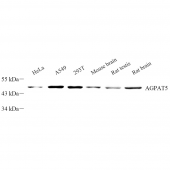 Anti -AGPAT5 Rabbit pAb