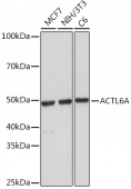 ACTL6A Rabbit mAb (A7709)