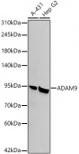 ADAM9 Rabbit mAb (A22058)