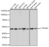 γ-Tubulin Rabbit mAb (A9657)