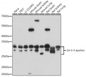 14-3-3 epsilon Rabbit pAb (A1058)