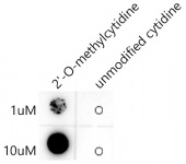 2'-O-methylcytidine/ Cm Rabbit mAb (A20693)