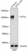 [KO Validated] SCYL1 Rabbit pAb (A19913)