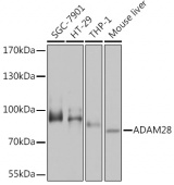 ADAM28 Rabbit pAb (A14849)