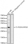 15-PGDH/HPGD Rabbit pAb (A6926)