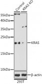 [KO Validated] KRAS Rabbit pAb (A12704)