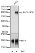 Phospho-EGFR-Y1045 Antibody kit (RK04080)