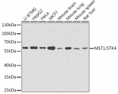 [KO Validated] MST1/STK4 Rabbit pAb (A8043)