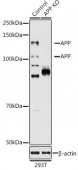 [KO Validated] APP Rabbit pAb (A16265)