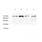 GB12547 Anti -Fatty Acid Synthase Mouse Monoclonal Antibody