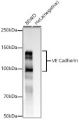 VE Cadherin Rabbit mAb (A22659)