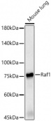 [KD Validated] Raf1 Rabbit pAb (A23679)