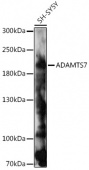 ADAMTS7 Rabbit pAb (A17093)