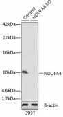 [KO Validated] NDUFA4 Rabbit pAb (A19893)