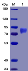 Recombinant Human SLAMF1/CD150 Protein (RP02242)