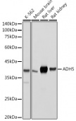 ADH5/GSNOR Rabbit pAb (A13459)