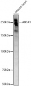 ABCA1 Rabbit mAb (A22125)