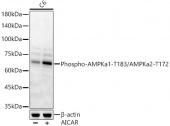 Phospho-AMPKa1-T183/AMPKa2-T172 Rabbit pAb (AP0432)